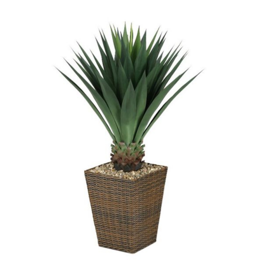 Picture of LARGE AGAVE PLANT IN SQUARE BASKET