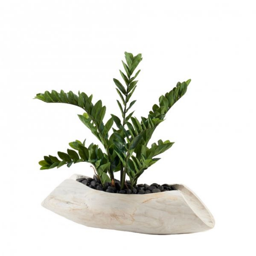 Picture of ZAMIIFOLIA PLANT IN LIGHT TAN WOOD LOG