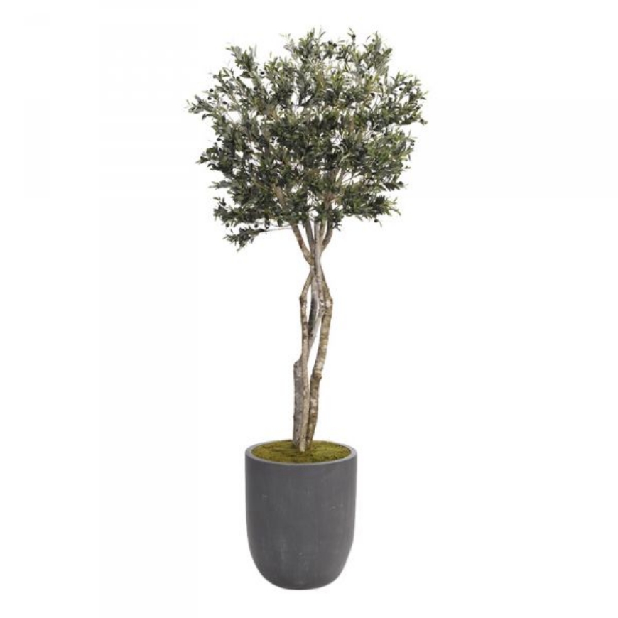 Picture of 8.5' OLIVE TREE IN GREY CEMENT PLANTER