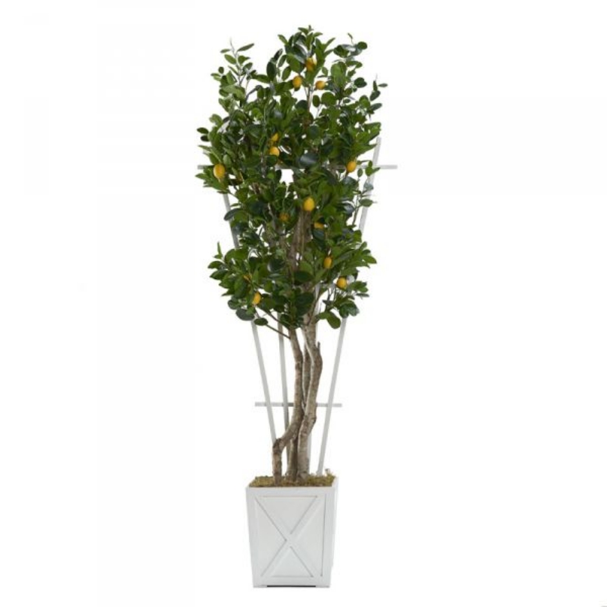 Picture of 7.5' LEMON TREE IN WHITE WOODEN PLANTER WITH LATTICE