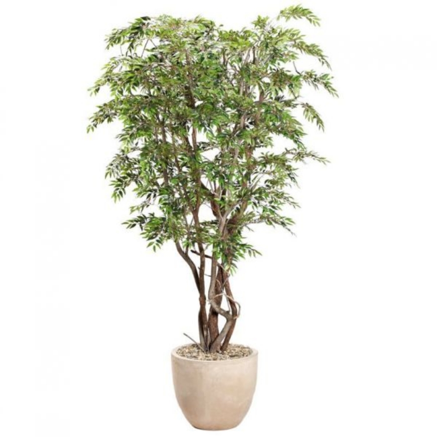 Picture of 8.5' RUSCUS TREE IN CLAY BANK PLANTER