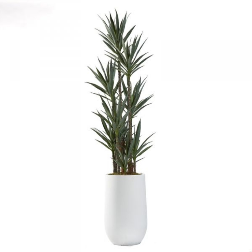 Picture of 8.5' DRACAENA TREE IN LARGE WHITE CLAY PLANTER